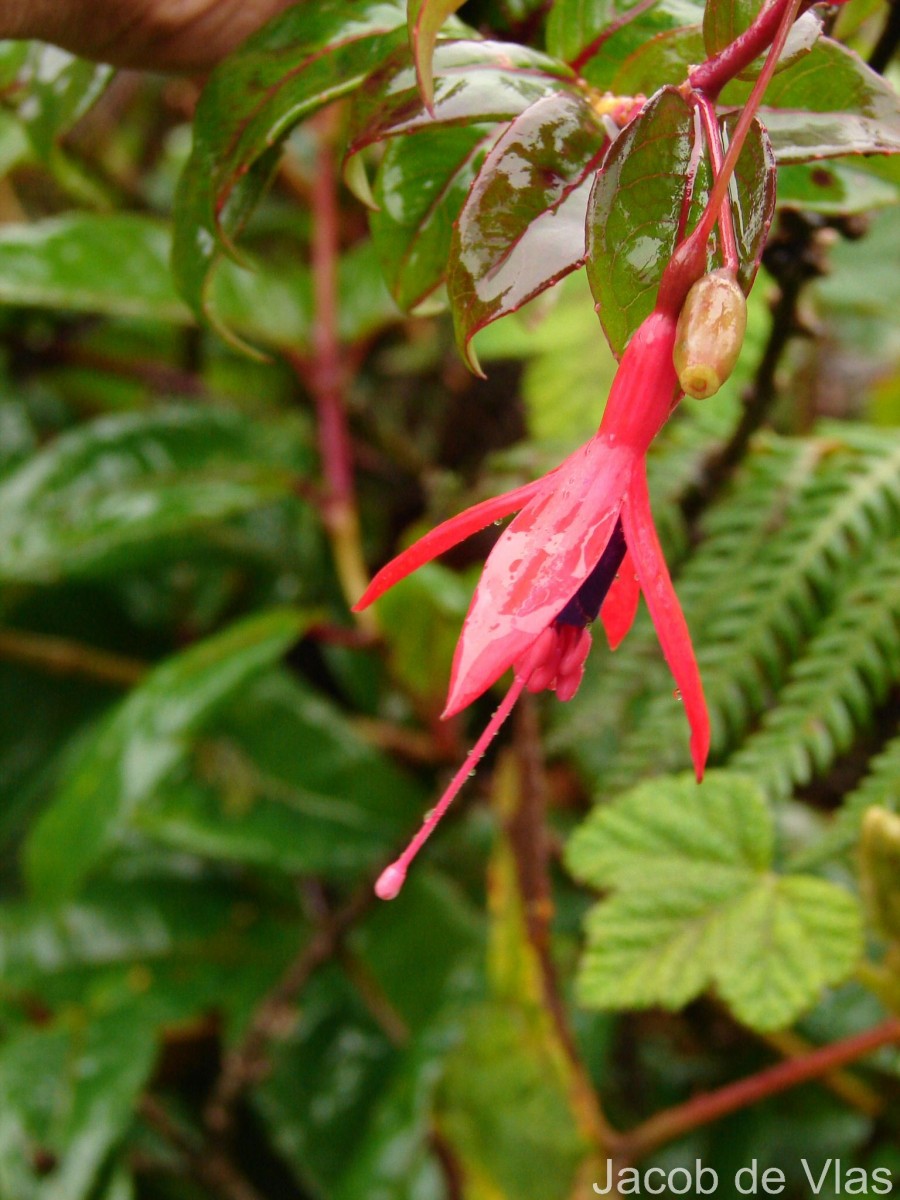Fuchsia regia (Vand. ex Vell.) Munz